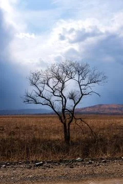 There is one tree with thunderclouds in the field. Beautiful landscape Stock Photos