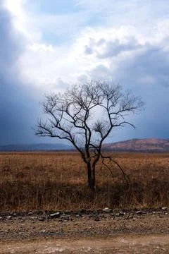 There is one tree with thunderclouds in the field. Beautiful landscape Stock Photos