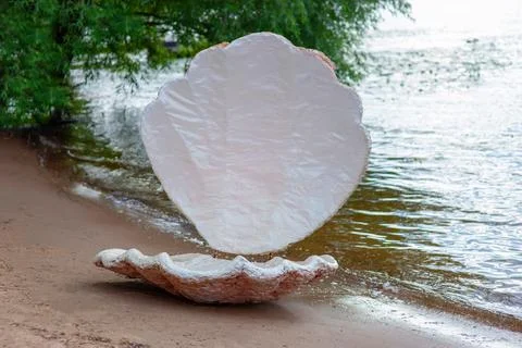 There is an open large seashell on the shore Stock Photos