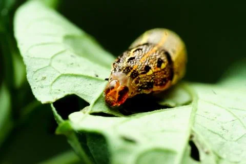 There is an orange bagworm moth larvae on the green leaf. Stock Photos