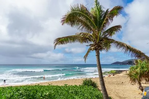 There is a palm tree standing on a sandy beach close to the ocean shore Stock Photos