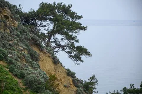 There is a pine tree with roots on the cliff Stock Photos