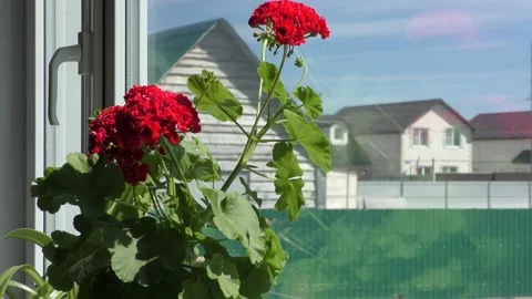 There is a pot of geraniums on the windowsill Stock Footage 197546422