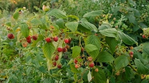 There is a raspberry harvest on the branches in the garden. Selective focus. Stock Footage 274733975