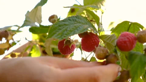 There is a raspberry harvest on the branches in the garden. Selective focus. Stock Footage 276659437
