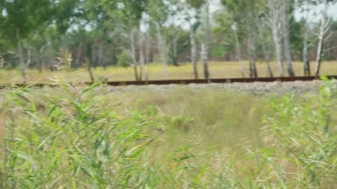 There is a red forest in Chernobyl. Stock Footage 231478616