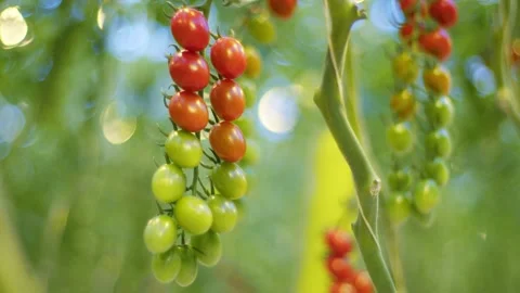 There is a rich bunch of cherry tomatoes growing in the farm, cherry tomatoes on Видео 257455455