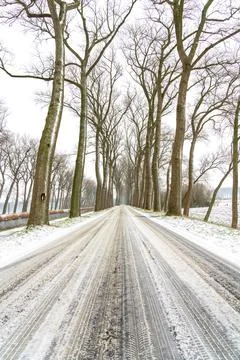 There is a road in the snow between two rows of trees Foto stock