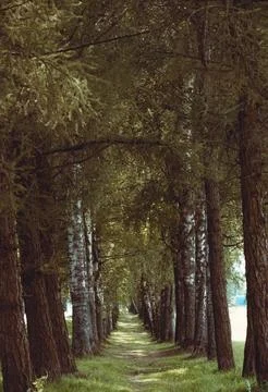 There is a row of trees that creates a beautifully serene path in the woods Stock Photos