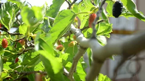 There is a shortage of fruit this year. Stock Footage 159639181