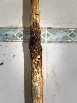 There is a significant problem of severe wood rot located in the plumbing area Stock Photos