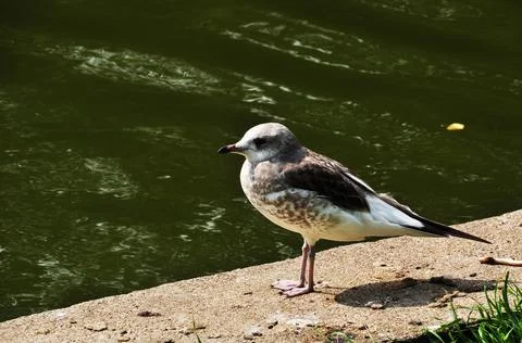 There is a small seagull on the stone base of the pond. Stock Photos