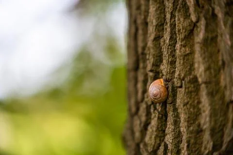 There is a small snail shell on a  tree and the snail takes a break for the n Stock Photos