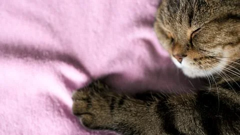 There is space for text.Cat sleeping on a soft blanket. Stock Photos