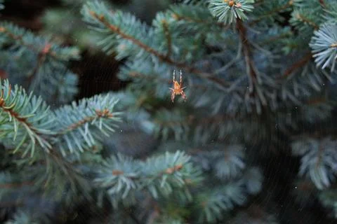 There is a spider web with a spider between the branches of the Christmas tree. Stock Photos