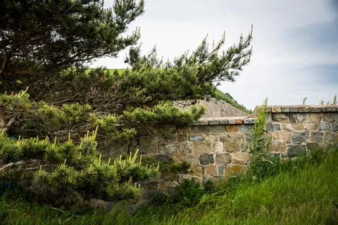There is a stone wall with a tree located directly in front of it Stock Photos