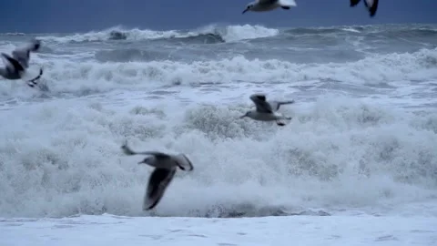 There is storm in ocean or in sea, waves are hitting shore, lot of birds, Stock Footage