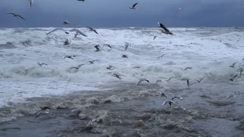 There is storm in ocean or in sea, waves are hitting shore, lot of birds, Vídeo Stock 168182299