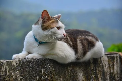 There is a tabby cat on the wall, looking to the right. Houtong Cat Village. Foto stock