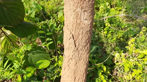 There is a termite on the tree. Stock Footage 165503821
