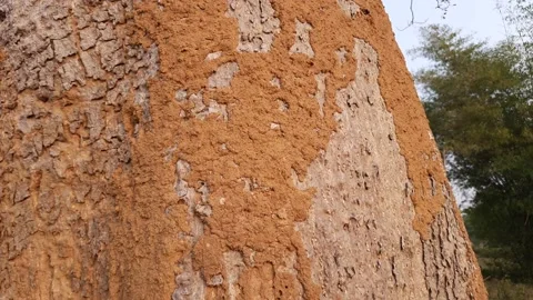 There is a termite on the tree. Stock Footage 167499575