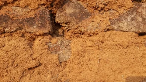 There is a termite on the wall. Stock Footage 167676121