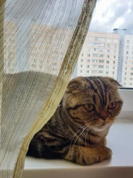 THERE IS A THOUGHTFUL CAT BETWEEN THE WINDOW AND THE CURTAIN Foto stock