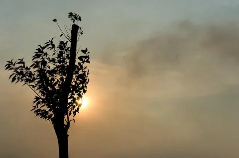 There is a tree that is standing in the middle of the sunset Stock Photos