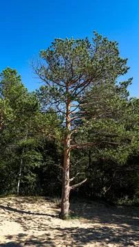There is a tree standing tall in the forest with a blue sky in the background Stock Photos