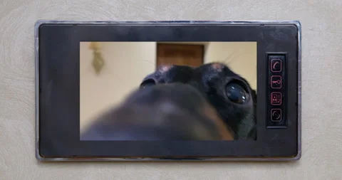 There is a video on the intercom screen where funny dachshund dog came to visit Stock Footage 170036329