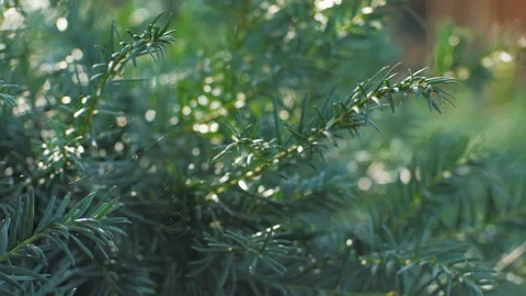 There is a web and a spider on a green Christmas tree. Sunny day. Stock Footage 266139070