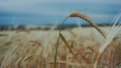 There is a yellow wheat cone in the field. Close up. Stock Footage 114645191