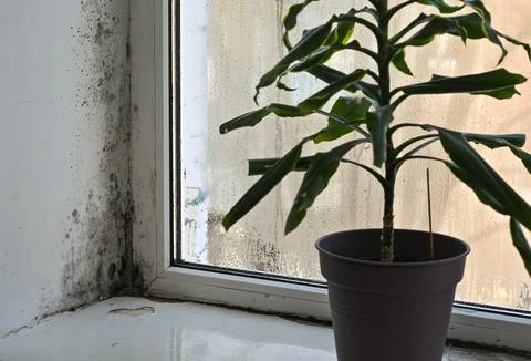 There's mold in the corner of the window. Stock Photos