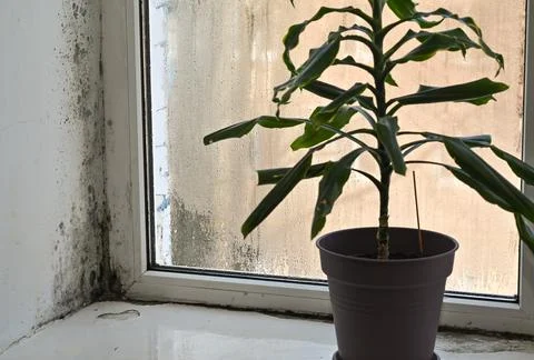 There's mold in the corner of the window. Stock Photos