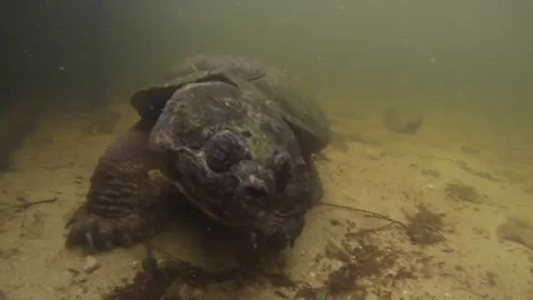 There's a Monster Snapping Turtle Living Under My Dock - 09 Jul 2016 Stock Footage 205301670