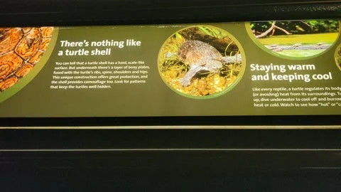 There's Nothing Like a Turtle Shell Signage 스톡 동영상 164125612