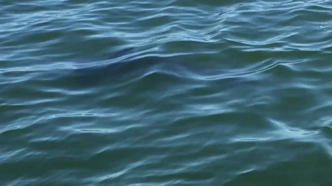 There’s a SHARK in the Water! 库存影片 233846306