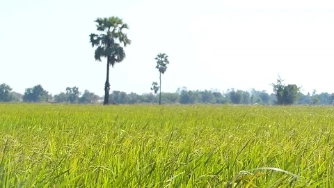 Therice fields of Thailand Stock Footage 83823923