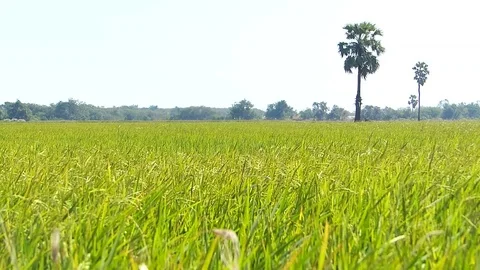 Therice fields of Thailand Stock Footage 83824822
