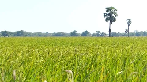Therice fields of Thailand Stock Footage 83825586
