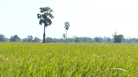 Therice fields of Thailand Stock Footage 83825646