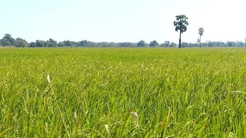 Therice fields of Thailand Stock Footage 83827901