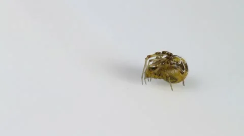 Theridion sisyphium spider Stock Footage