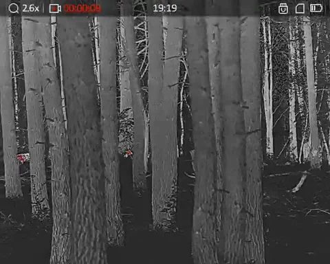 Thermal footage of red deer in complete darkness Stock Footage 331739462