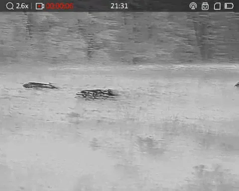 Thermal footage of wild boars activity in complete darkness Stock Footage 331739475