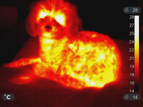 Thermal Image of a Poodle Stock Photos
