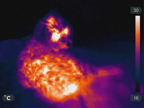 Thermal Image of a Poodle Stock Photos