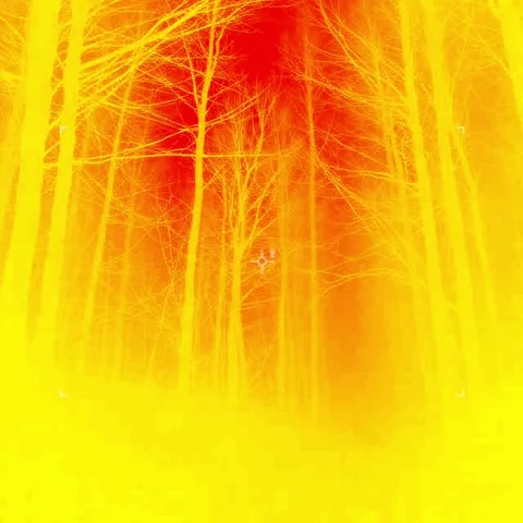 Thermal Imaging View of Dense Forest Trees Stock-Footage 337645733