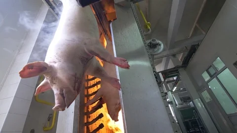 Thermal processing of pork meat with open fire Stock Footage 77710749