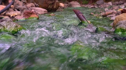 Thermal spring in the forest. Warm, gray-rich water flowing in a green stream Vídeo Stock 150858999